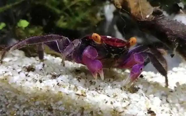 观赏蟹种类名称及图片大全