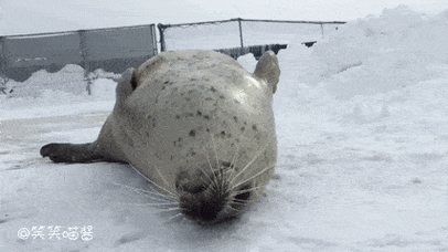 海狮_潜水_海狗