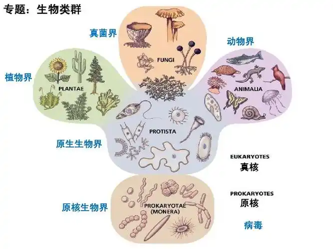 微生物类群(上课用)