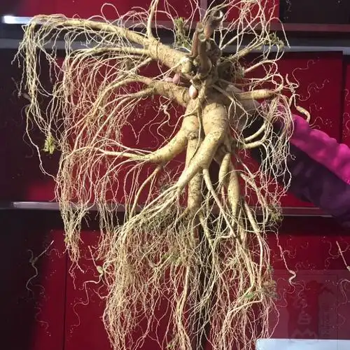 吉林中国大陆三宝保鲜东北特大林下参山参王人参