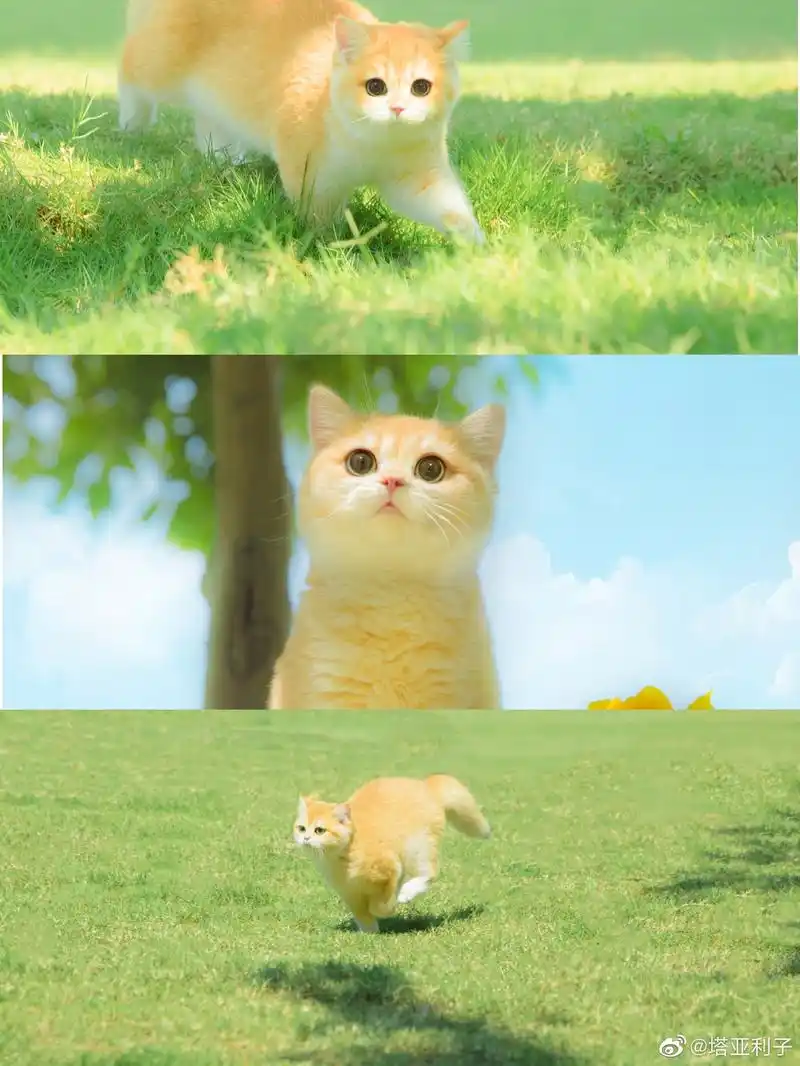 迪士尼在逃公主猫