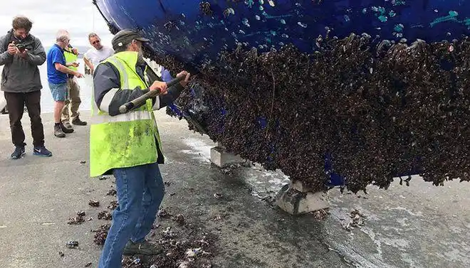 遭人唾弃的藤壶到底有多可怕看看鲸和海龟被折磨的样子就懂了