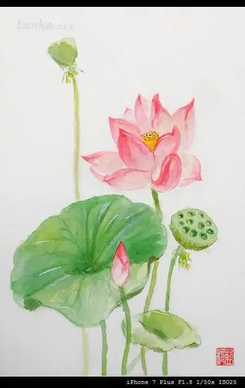 水彩画荷花 水墨画荷花