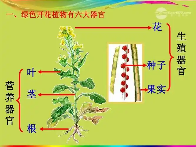 2012秋新人教版第二单元第二章第三节_植物体的结构层次课件_ppt