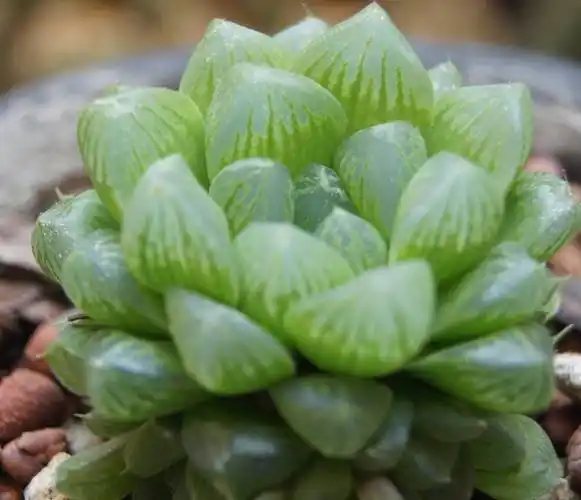 可爱多肉也有花语!玉露想要养出少女多肉感,我们该怎么做?