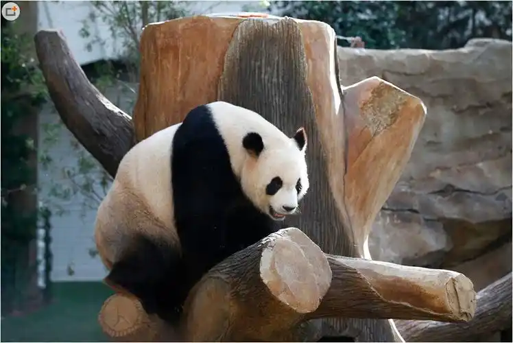 中国旅马大熊猫正式亮相马总理亲自喂食