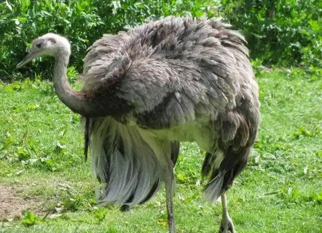 世界上最大的鸟top10 鸵鸟位居第一 - 世界之最 - ufo中文网