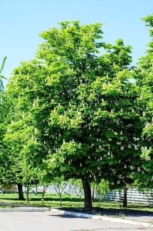 世界四大行道树,你知道是哪几种吗?