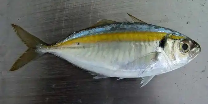 这叫什么鱼,中间有条金线,腮边有个黑点