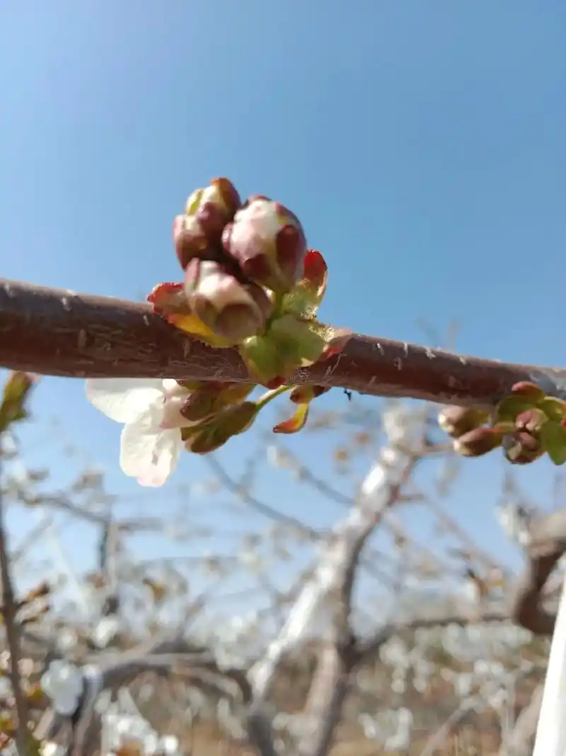 图文伙伴计划 车厘子开始开花了,喜欢欣赏花的朋友过来赏花, - 抖音