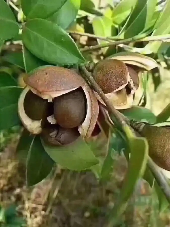 白花油又叫山茶油,可以润肺,解毒,消肿,止痛,,它可以祛除痤疮