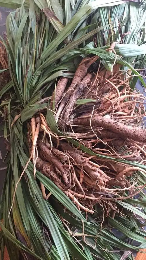 2021新货官方旗舰四川山区小叶仙茅仙毛草种苗仙矛独脚丝茅中药材带根