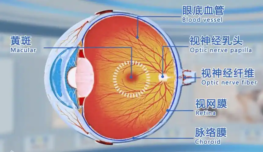 我们的眼球是一个球形的器官,王一院长表示,前半部分组织结构,如眼角