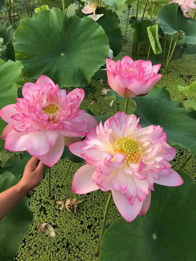 荷花苗批发基地实拍