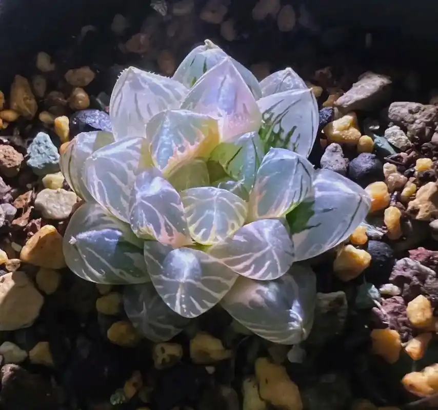 水晶玉露我太爱了#多肉 #好运莲莲 #治愈系慢生活 - 抖音