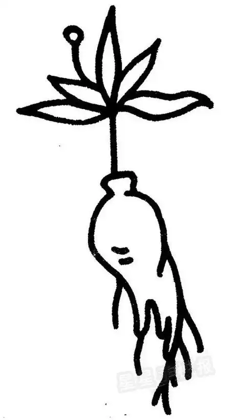人参简笔画图片人参简笔画图解图片人参简笔画图片与知识人参形态特征