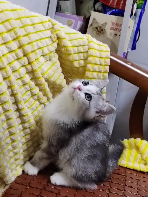 银渐层跟布偶的混血