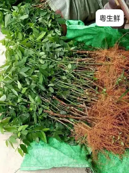 元冬新鲜树仔菜 盆栽 树仔菜苗 海南野菜苗 绿植 木菜苗 粗壮带根 2棵