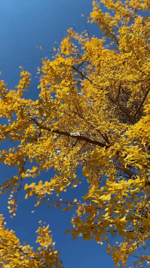 四季轮回又是一年银杏季