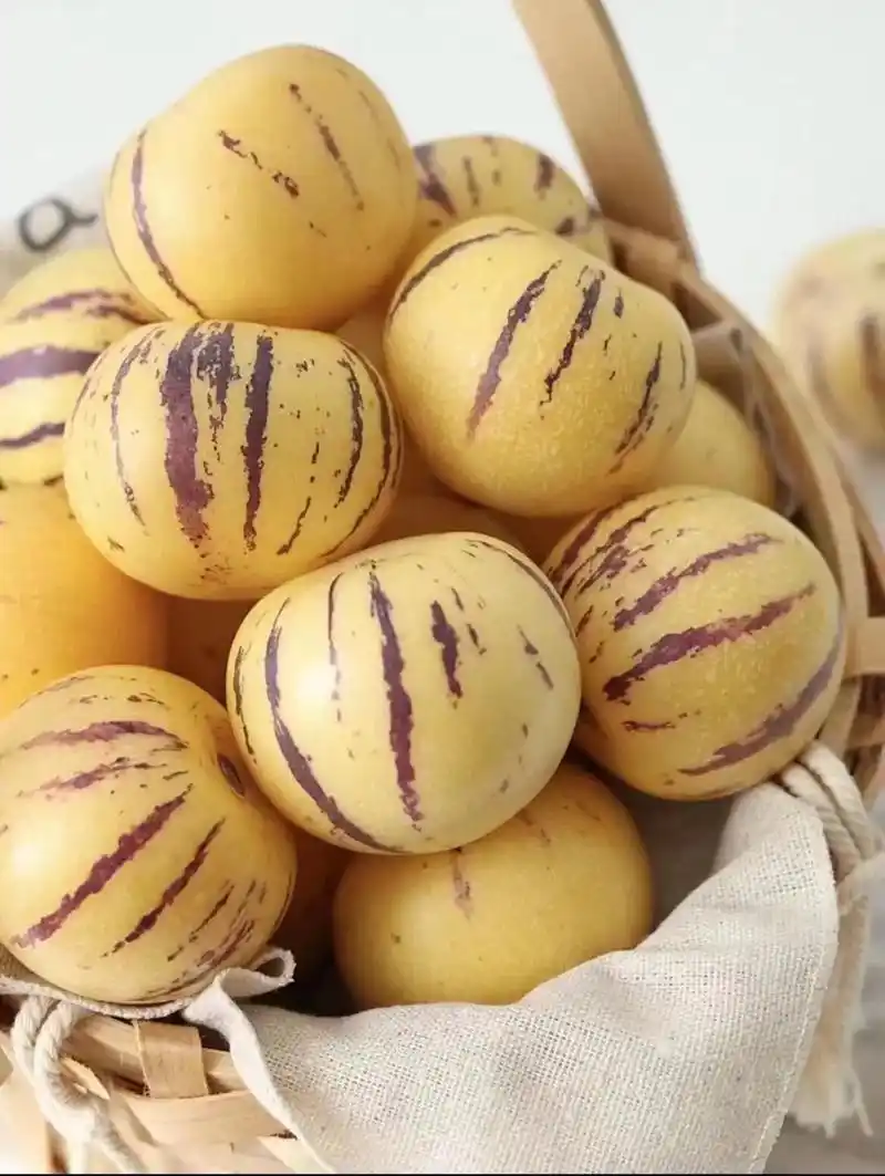 树98熟 人参果礼盒97.水果界灌汤包 61 人参果 口感清甜 - 抖音