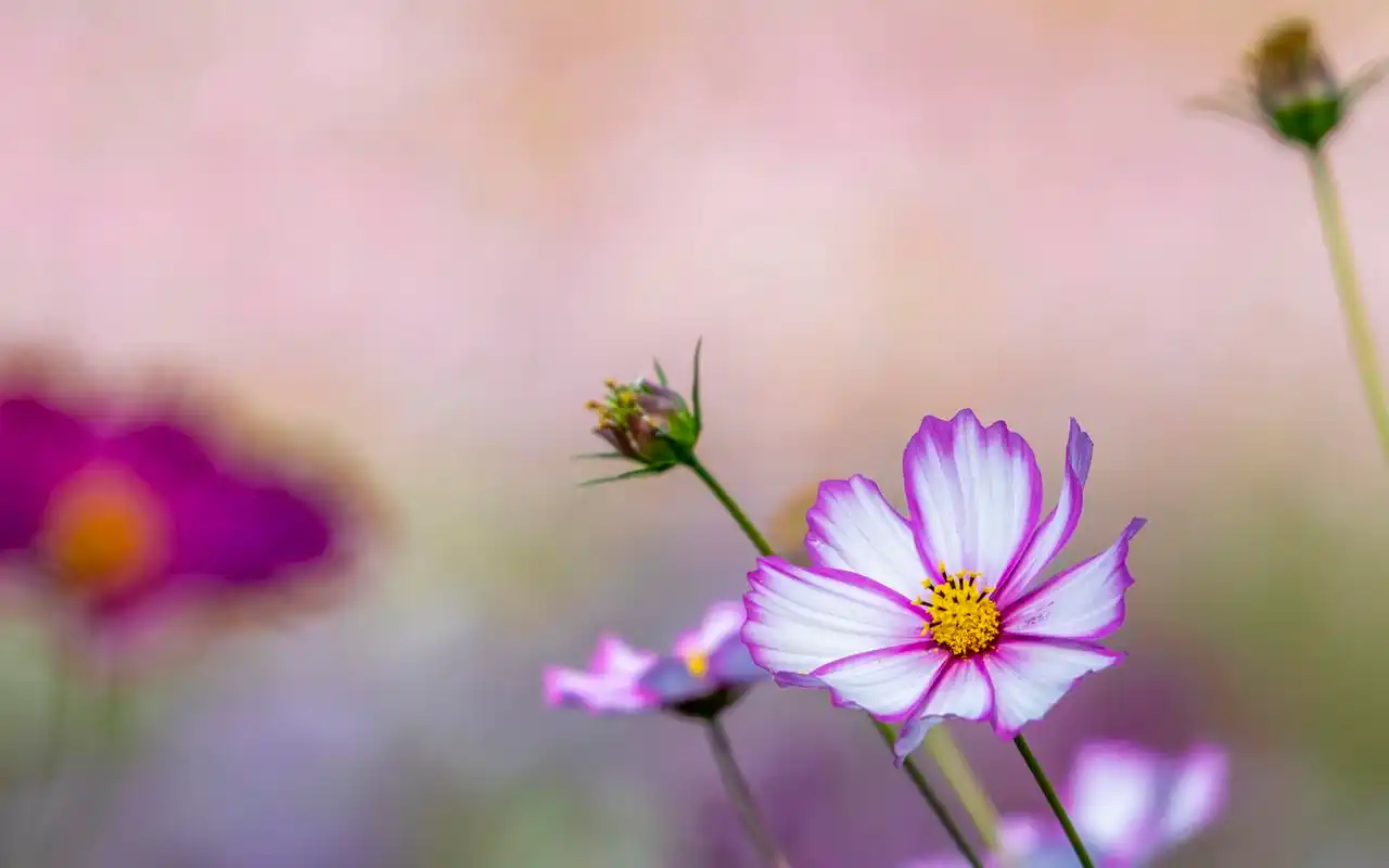 清新淡雅的格桑花图片电脑壁纸