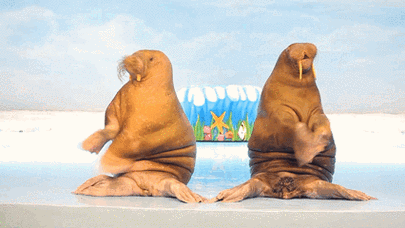 建议你坐前三排,别问为啥,来了就知道了……海象海狮总动员世界闻名的