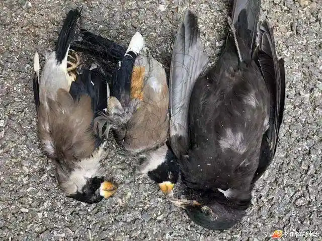 公安民警迅速反应,现场查获疑似赤麂,豹猫,果子狸,野鸡等死体若干只