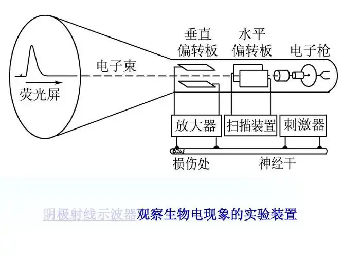 细胞生物电现象ppt_word文档在线阅读与下载_无忧文档