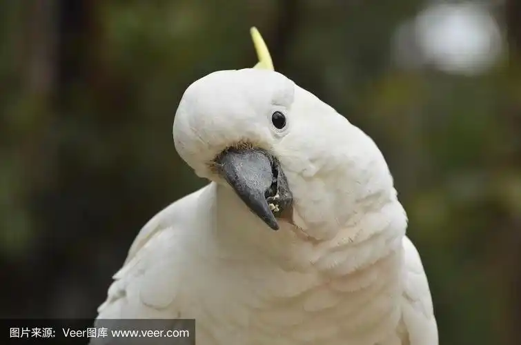 特写的澳大利亚凤头鹦鹉看着你