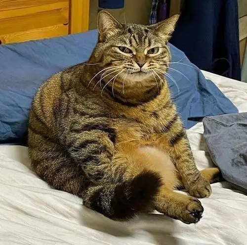 养猫还是养猪网友晒自家的巨型猫咪们