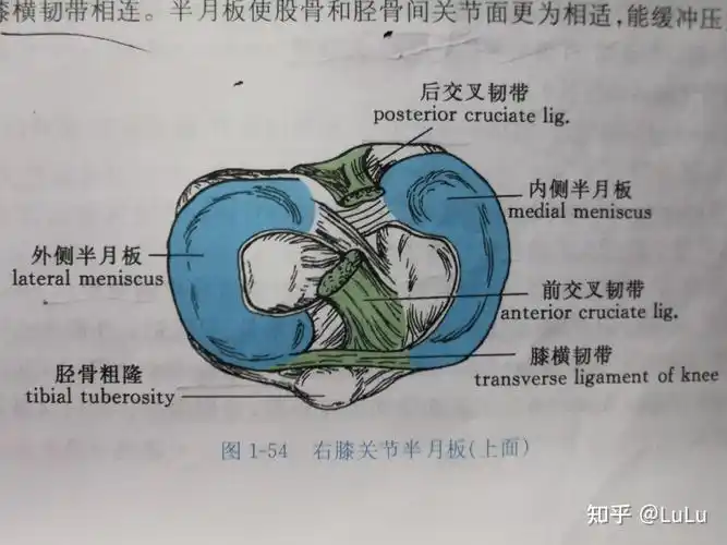 半月板 是关节盘吗?