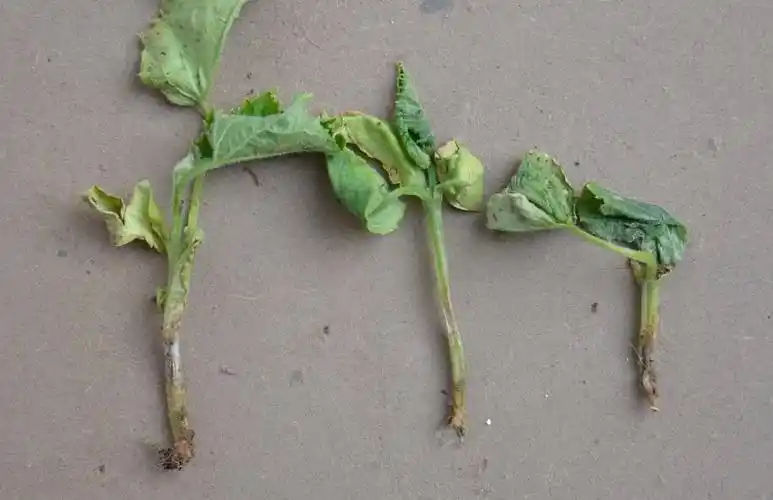 必看介绍立枯病与猝倒病的不同点与防治避免出错