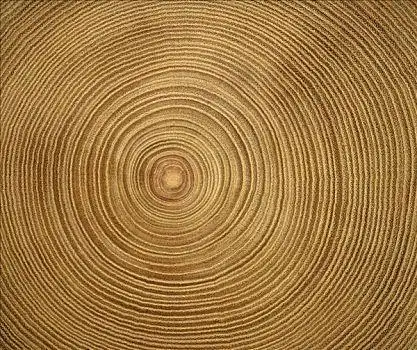 树干,横截面,年轮