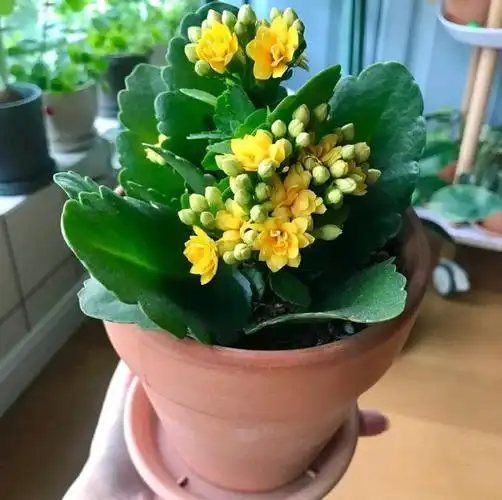 长寿花的开花时间主要集中在冬季和初春这两个季节,其中春节是它的盛