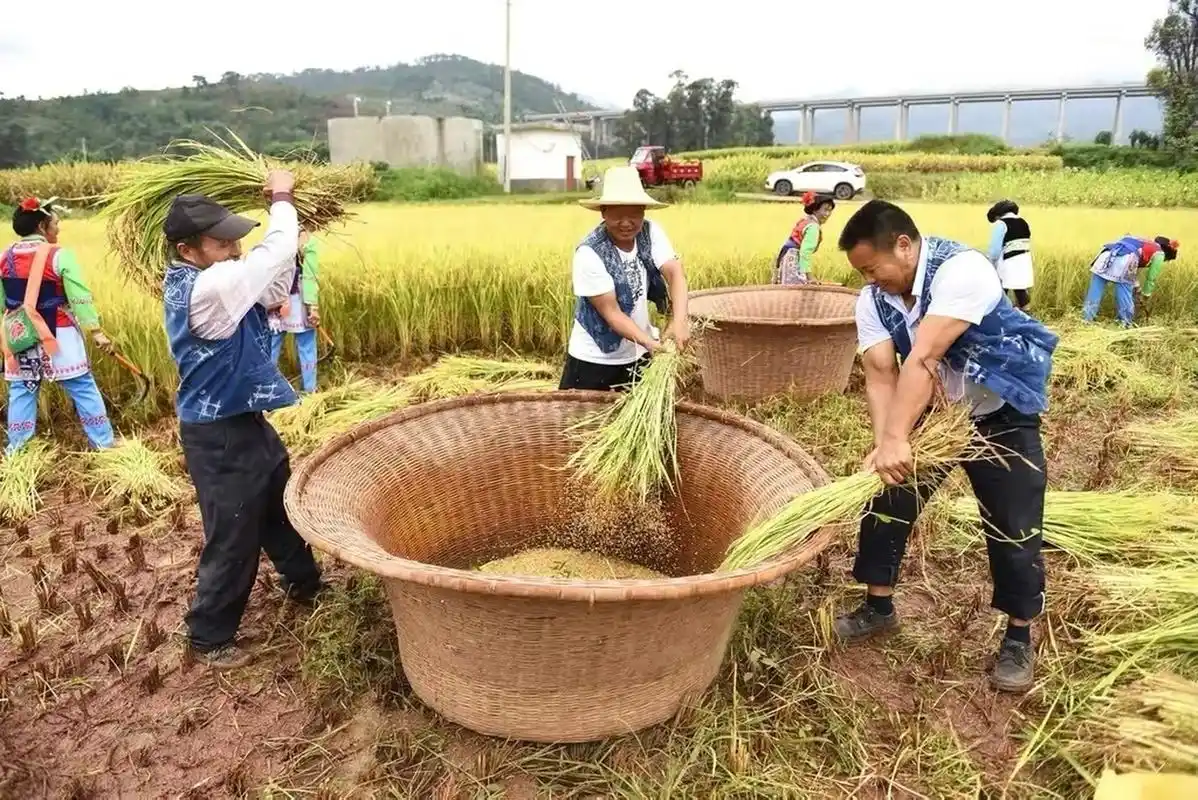 云南大理农民用传统方式收割稻谷