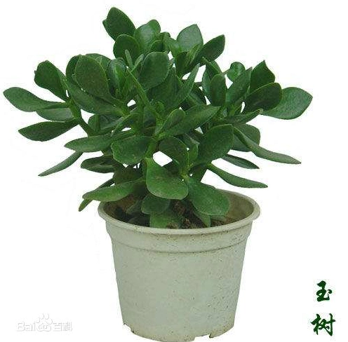 盆景玉树有毒吗