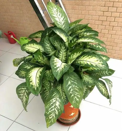 盆景万年青是一种非常受欢迎的室内盆栽植物,其独特的形态和翠绿的