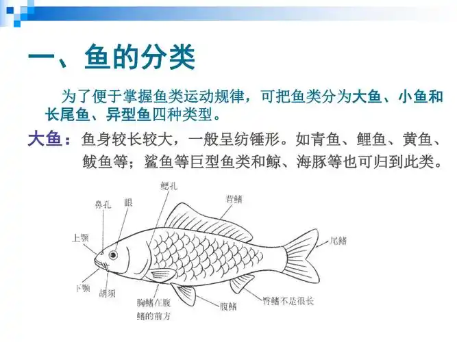 运动规律鱼类的运动