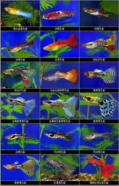 小型的热带鱼都有哪些品种?那种鱼比较好看,又好养?
