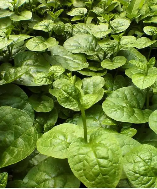 食堂内供木耳菜500g