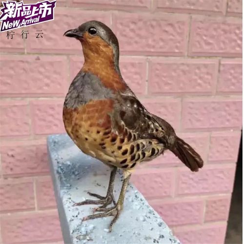 博桐梦仿真鸡标本竹鸡模型新款竹鸡标本模型摆件仿真竹鸡标本【新奇