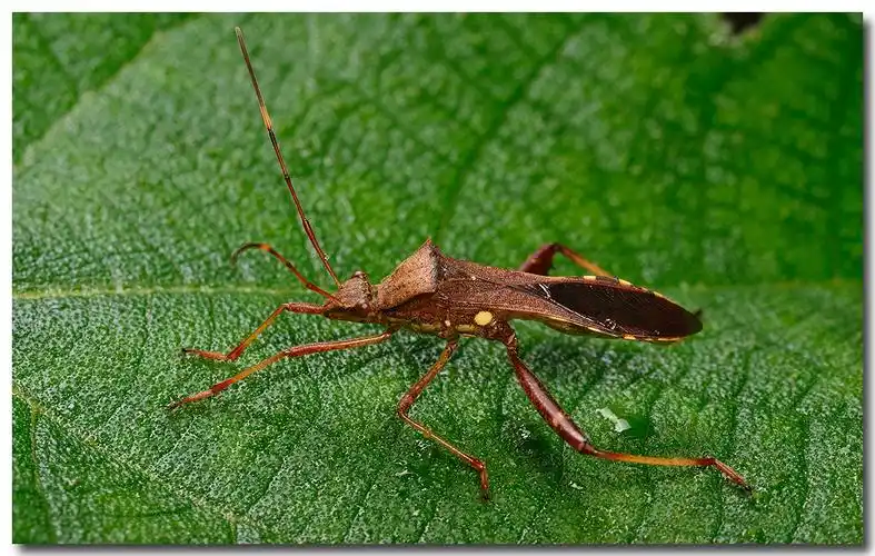 某种缘蝽 长相有点狰狞