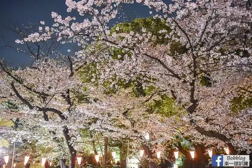 东京上野恩赐公园夜樱(樱花盛宴,越晚越热闹)