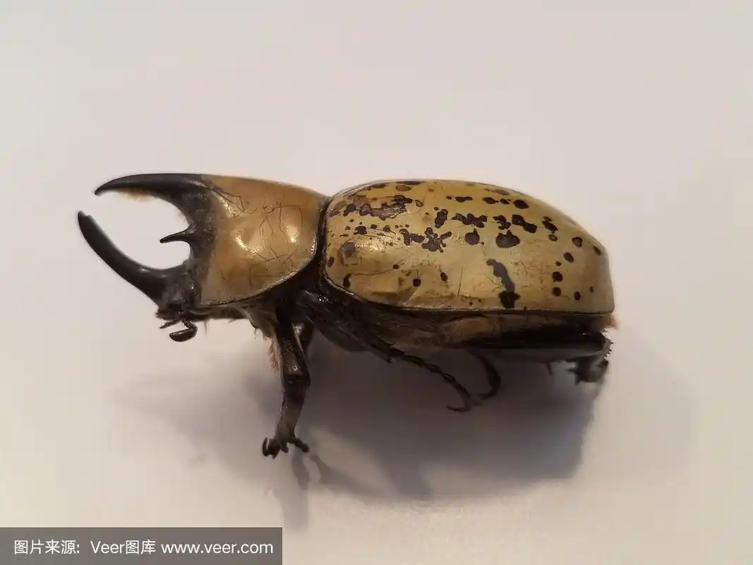 白色表面有角的大型雄性大力士甲虫