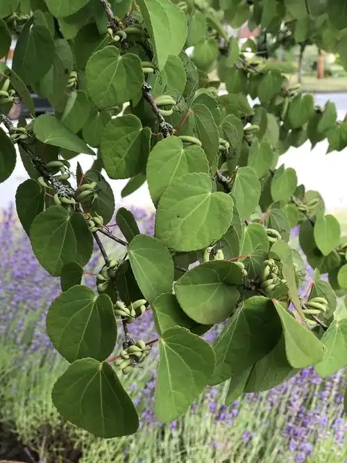 一路雨润霜浓连香树