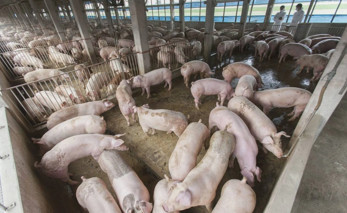 喂养方面的预防措施:养殖户在进行小规模养猪过程中, 喂养饲料不能仅