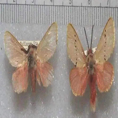 我国常见的有蝉寄蛾epipomponia o