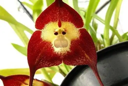 这么可爱独特的猴面小龙兰,还不多繁殖几盆吗?