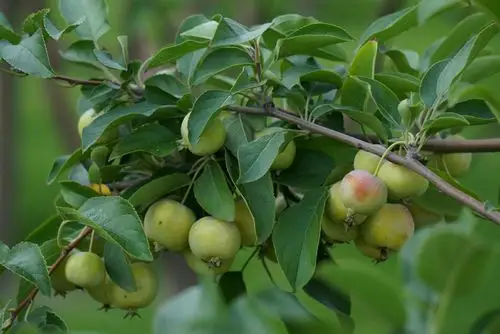 和平公园里丰硕果实挂满枝头.摄影制作:王强(2017.9.6)