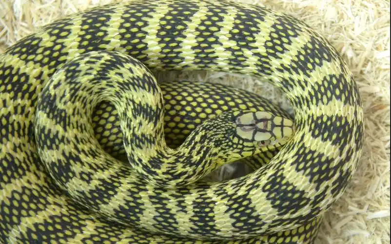 王锦蛇可以随意捕猎吗5人非法捕猎被判赔偿20余万元